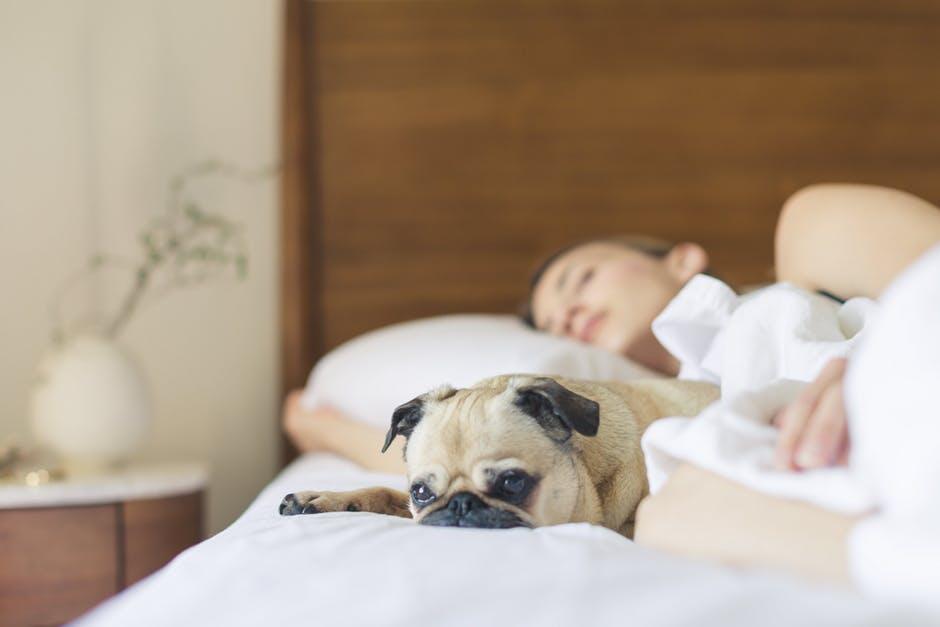 How to Manage Support Animals in Your Rental Property
